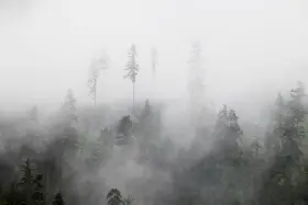foggy_280x280.webp