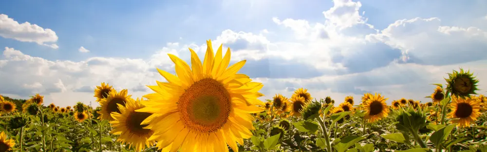 A photograph of a sunny field of sunflowers